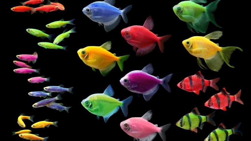 glofish-fluorescent-fish-group-hi-res_1200xx5400-3038-0-281